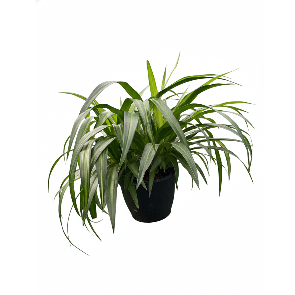 hawaiian spider plant for sale Spider Plant Hawaiian