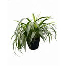 beginner-friendly houseplants, 8 inch Variegated Spider Plant, air purifying live plants, Variegated Spider Plant for sale