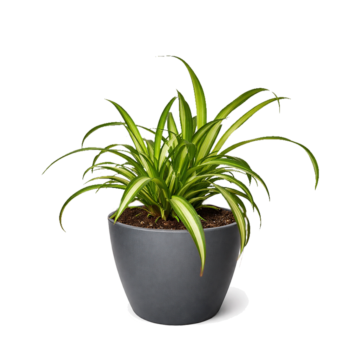 perfect plants spider plant in a 12cm pot Spider Plant Hawaiian