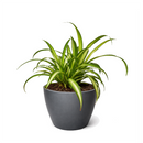 beginner-friendly houseplants, 8 inch Variegated Spider Plant, air purifying live plants, Variegated Spider Plant for sale