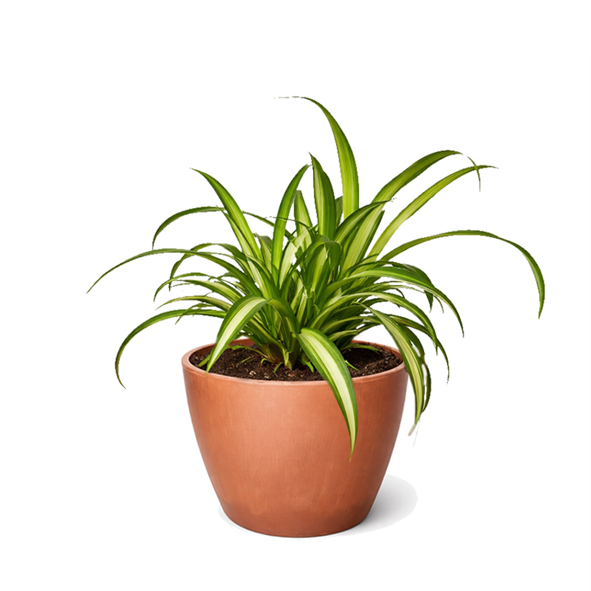 beginner-friendly houseplants, 8 inch Variegated Spider Plant, air purifying live plants, Variegated Spider Plant for sale