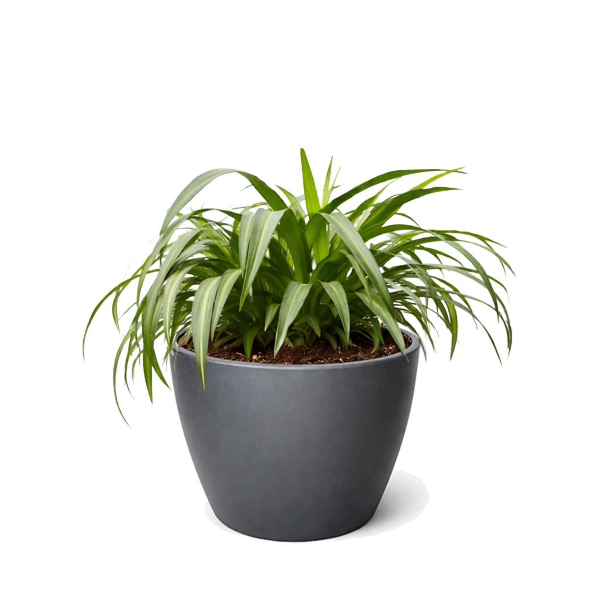 large spider plant for sale Spider Plant Hawaiian