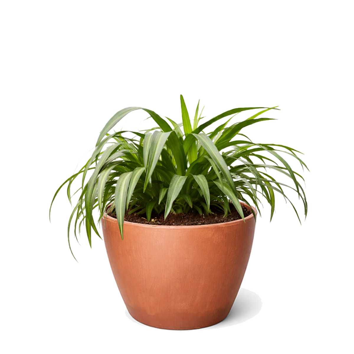 beginner-friendly houseplants, 8 inch Variegated Spider Plant, air purifying live plants, Variegated Spider Plant for sale