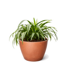 beginner-friendly houseplants, 8 inch Variegated Spider Plant, air purifying live plants, Variegated Spider Plant for sale