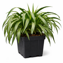 beginner-friendly houseplants, 8 inch Variegated Spider Plant, air purifying live plants, Variegated Spider Plant for sale