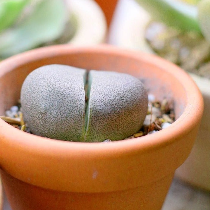 green split rock succulent Split Rock Pleiospilos nelii for Sale