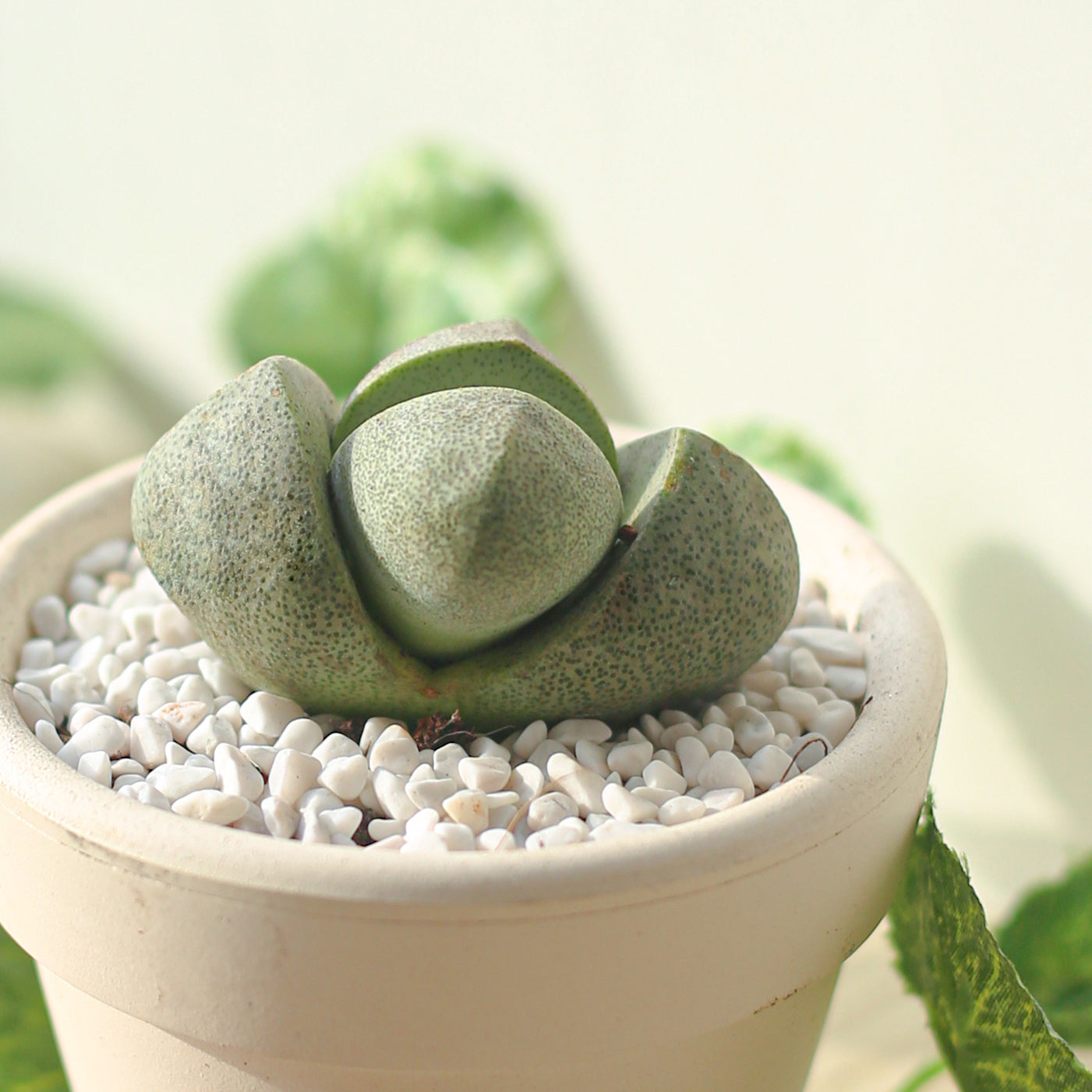Split Rock Pleiospilos nelii for Sale