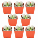 Split Rock Pleiospilos Nelii Cactus