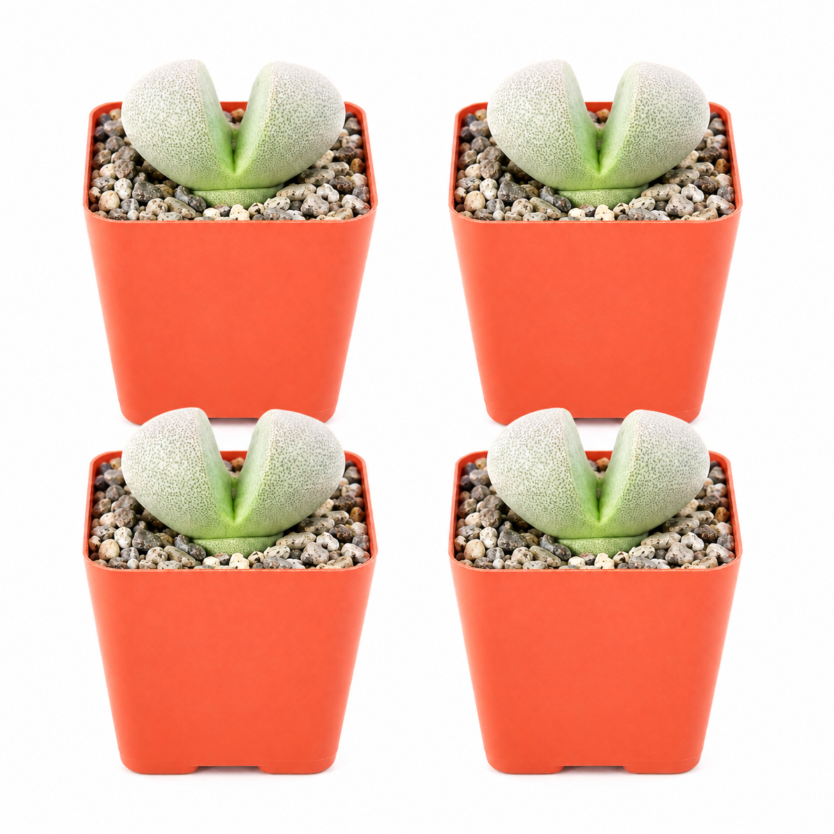 Split Rock Pleiospilos Nelii Cactus