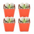 Split Rock Pleiospilos Nelii Cactus