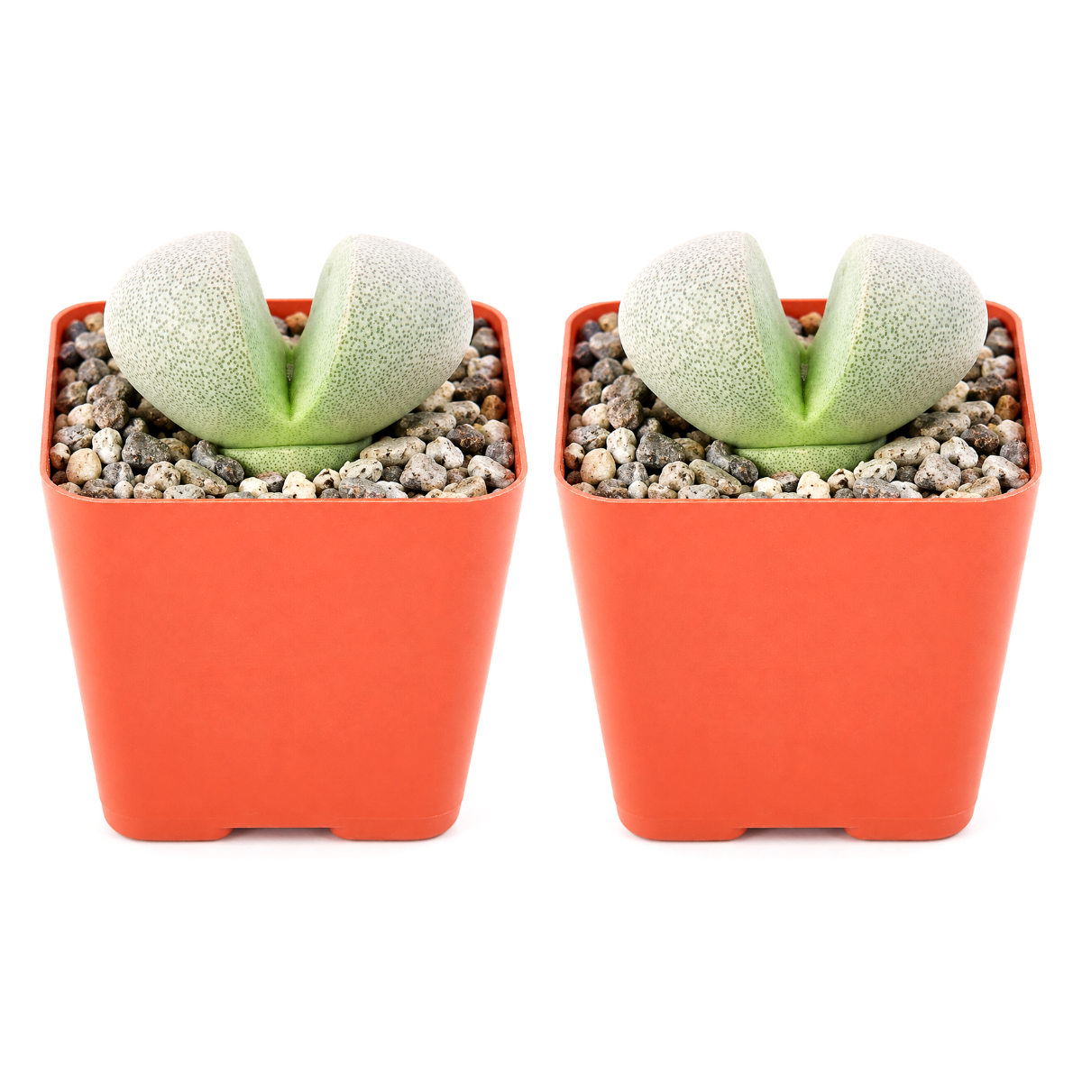 Split Rock Pleiospilos Nelii Cactus