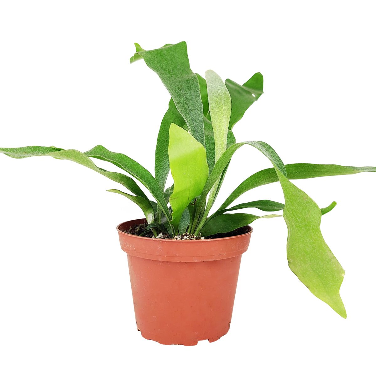 Staghorn Fern, How to Care for Staghorn Fern, Easy Care Houseplants, Indoor Houseplants, Pet-Friendly Houseplants