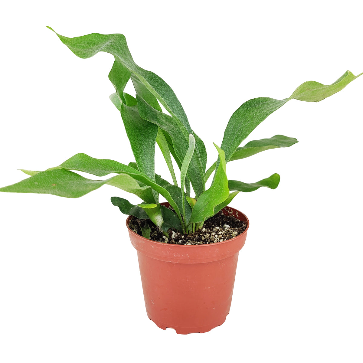 Staghorn Fern, How to Care for Staghorn Fern, Easy Care Houseplants, Indoor Houseplants