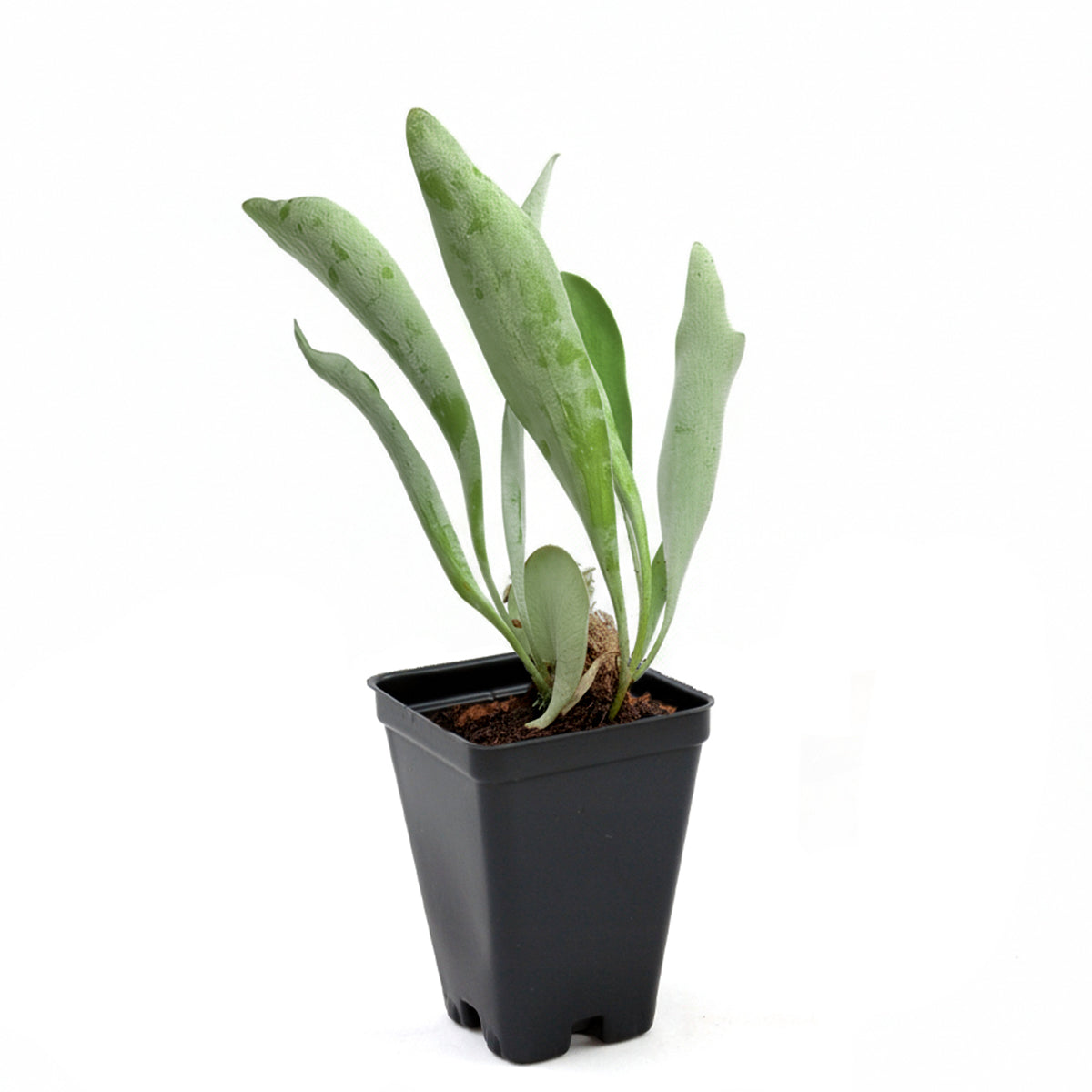 Staghorn Fern, How to Care for Staghorn Fern, Easy Care Houseplants, Indoor Houseplants, best place to buy plants near me