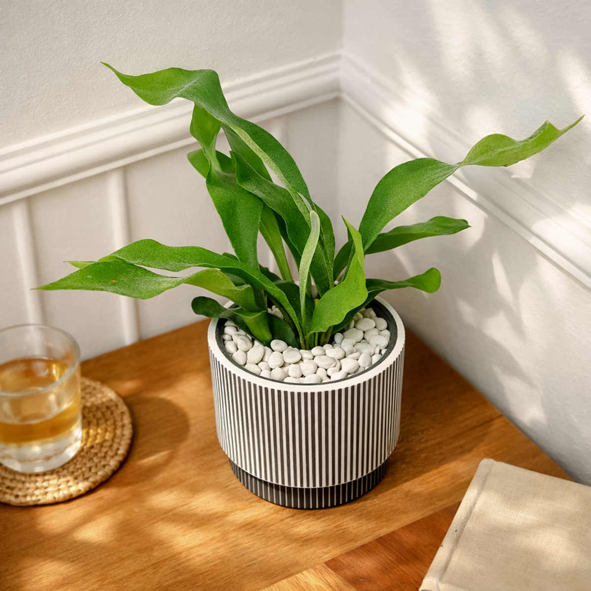 Staghorn Fern, How to Care for Staghorn Fern, Easy Care Houseplants, Indoor Houseplants, best place to buy plants near me