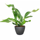 Staghorn Fern, How to Care for Staghorn Fern, Easy Care Houseplants, Indoor Houseplants, best place to buy plants near me