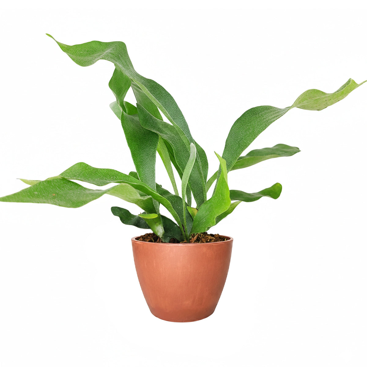 Staghorn Fern, How to Care for Staghorn Fern, Easy Care Houseplants, Indoor Houseplants, best place to buy plants near me