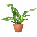 Staghorn Fern, How to Care for Staghorn Fern, Easy Care Houseplants, Indoor Houseplants, best place to buy plants near me