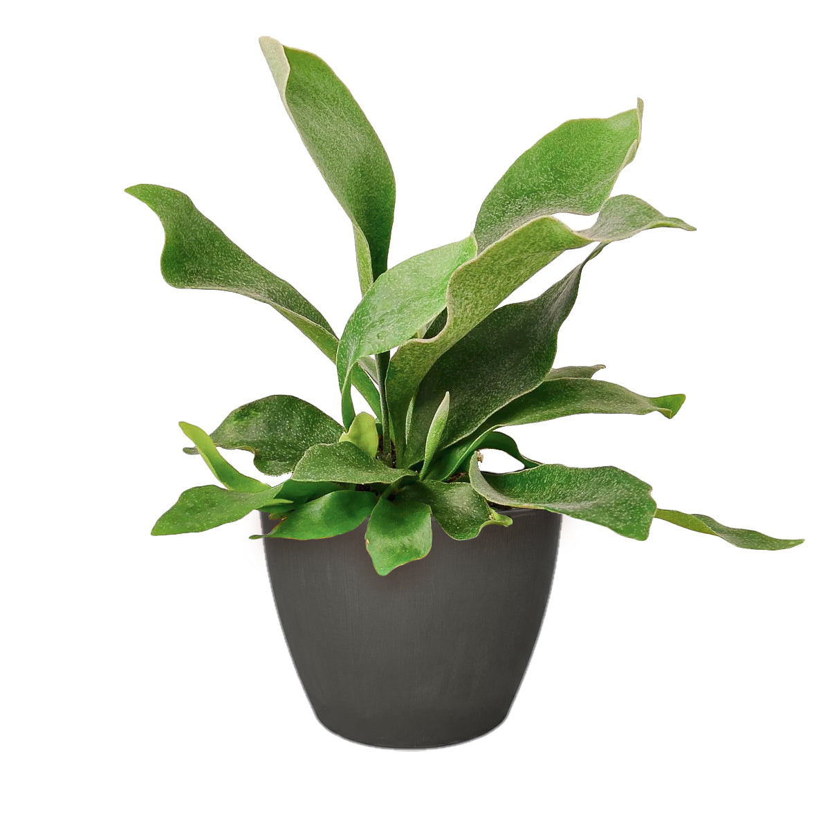 Staghorn Fern, How to Care for Staghorn Fern, Easy Care Houseplants, Indoor Houseplants, best place to buy plants near me