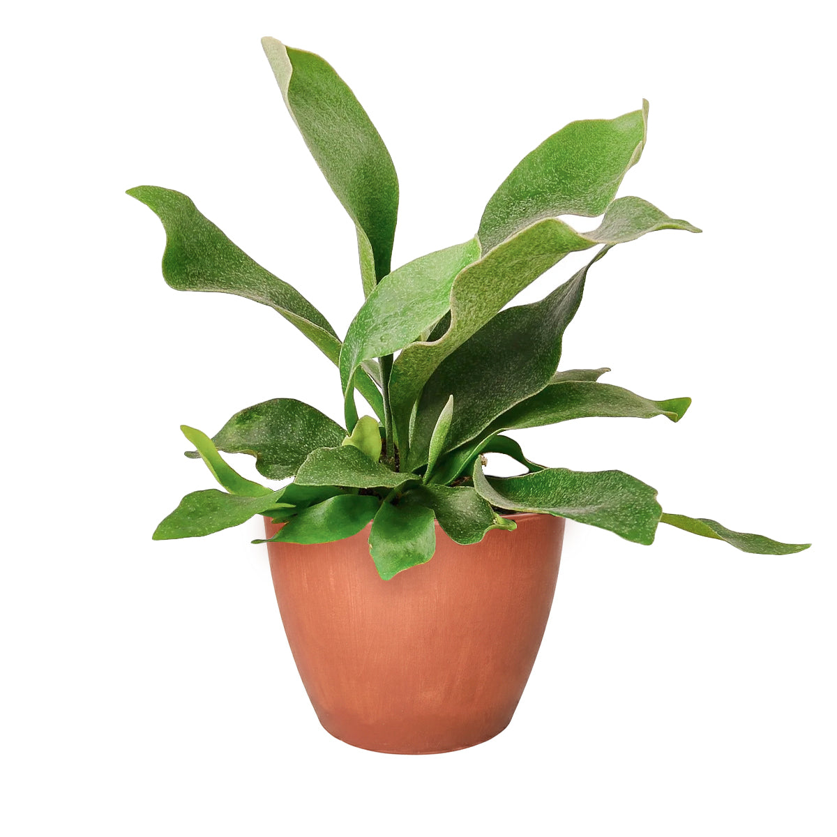Staghorn Fern, How to Care for Staghorn Fern, Easy Care Houseplants, Indoor Houseplants, best place to buy plants near me