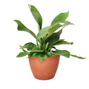 Staghorn Fern, How to Care for Staghorn Fern, Easy Care Houseplants, Indoor Houseplants, best place to buy plants near me