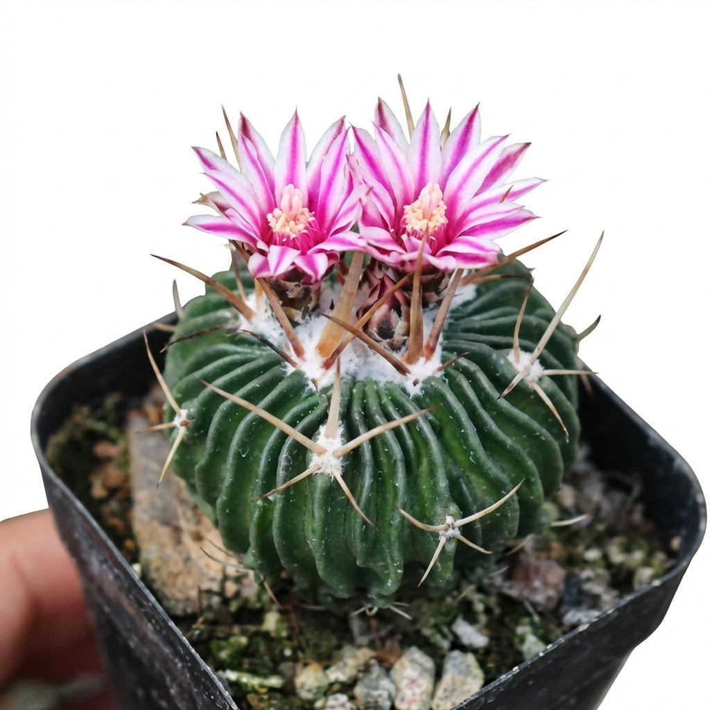 Stenocactus multicostatus Brain 4 inch Cactus for sale online, Unique Succulent for Gift Decor Ideas