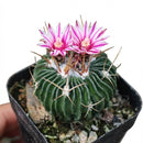 Stenocactus multicostatus Brain 4 inch Cactus for sale online, Unique Succulent for Gift Decor Ideas