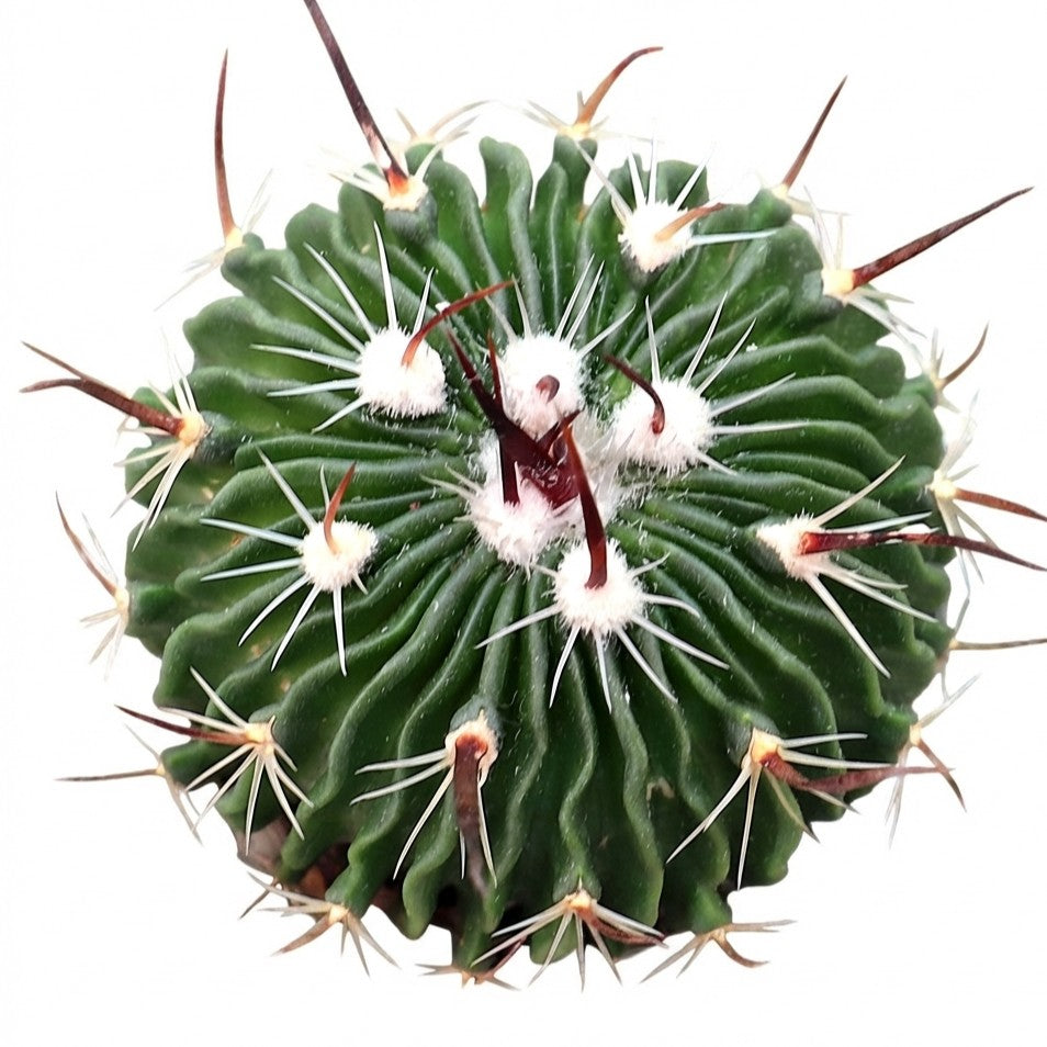 wavy cactus succulent Stenocactus multicostatus – Brain Cactus