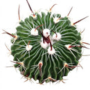 Stenocactus multicostatus Brain 4 inch Cactus for sale online, Unique Succulent for Gift Decor Ideas