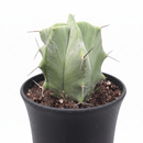 8-pack of 2" live plants for sale. Pick eight favorite plants and enjoy a variety of compact plants in 2" pots. Great for plant collections, gifting, decorating small spaces, and indoor gardening.