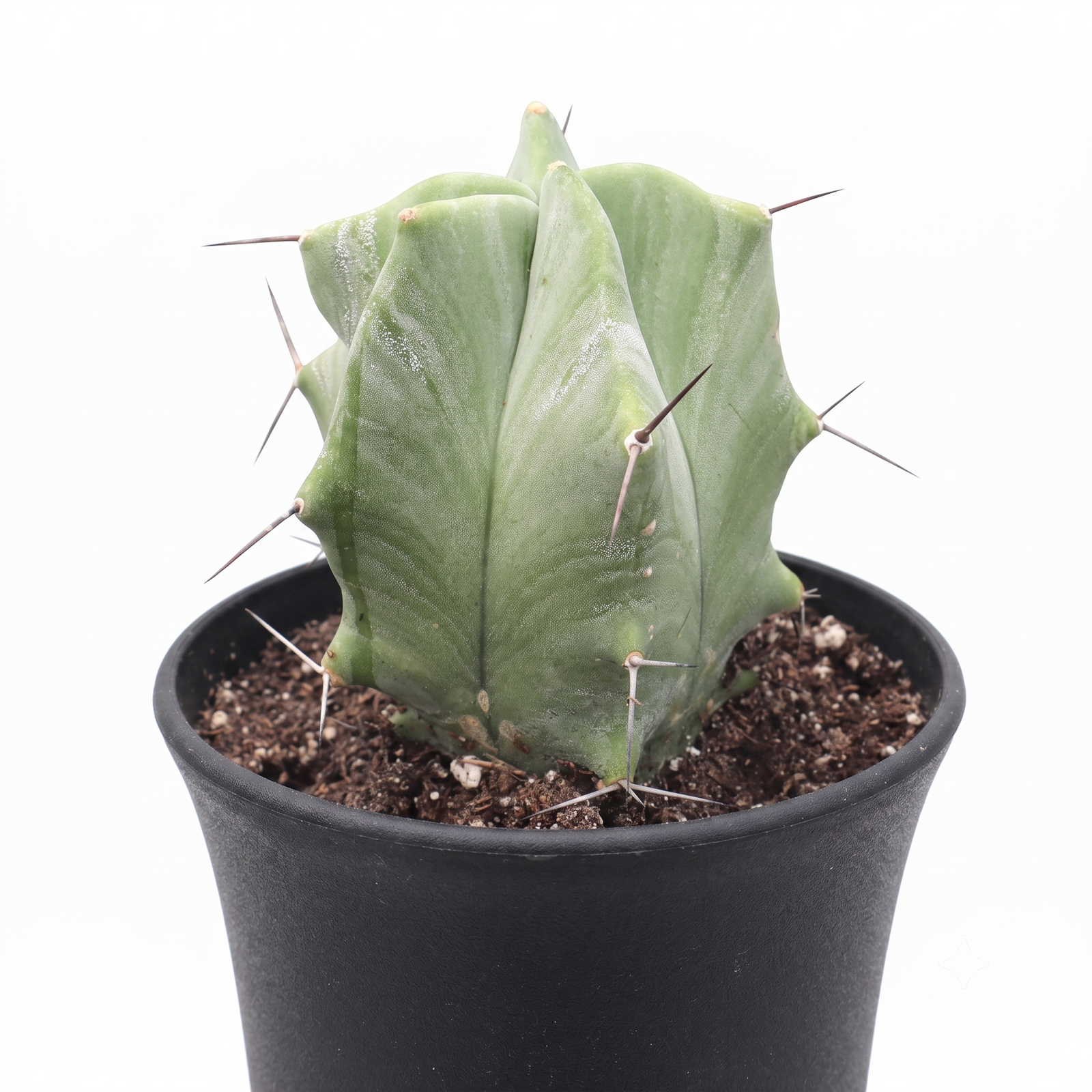 buy stenocereus pruinosus gray ghost organ pipe live cactus 2 inch online, pale silvery-gray columnar stems with powdery waxy coating, upright architectural growth form with ribbed segmented structure, extremely drought tolerant and low-maintenance succulent, thrives in bright light and well-draining soil, perfect modern shelf accent for minimalist décor, unique rare cactus gift idea for collectors