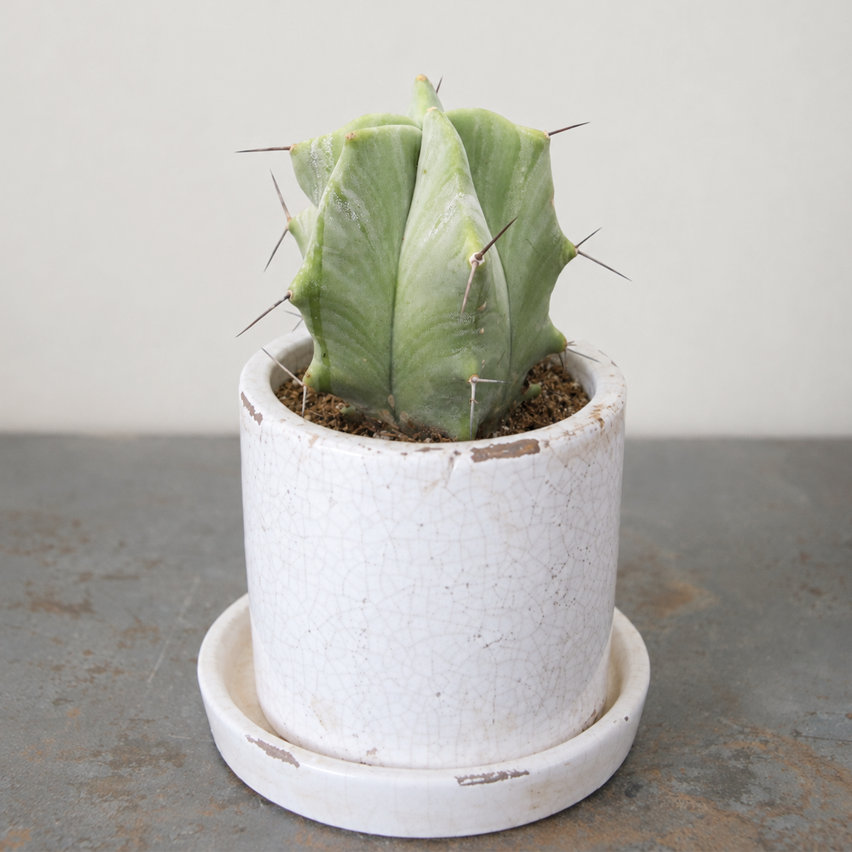 Stenocereus pruinosus - Gray Ghost Organ Pipe live plant for sale. This striking cactus features upright, blue-gray stems with a sculptural, branching form. Easy to care for, it thrives in full sun, well-draining soil, and requires minimal watering.