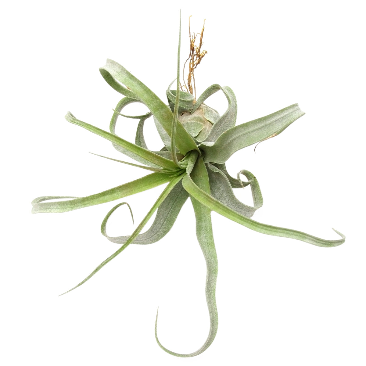 air plant near me Tillandsia Streptophylla: The Curly Shirley Temple Air Plant Guide by Succulents Box