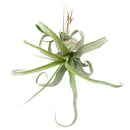 tillandsia streptophylla, air plant, air plant care, how to care for an air plant, Tillandsia Streptophylla for sale, tillandsia air plant, air plant shop near me