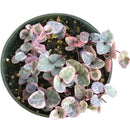 String of Hearts Variegated
