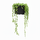 6 inch String Of Pearls Senecio Rowleyanus in black plastic pot, 6 inch trailing succulents for sale, buy indoor succulents online