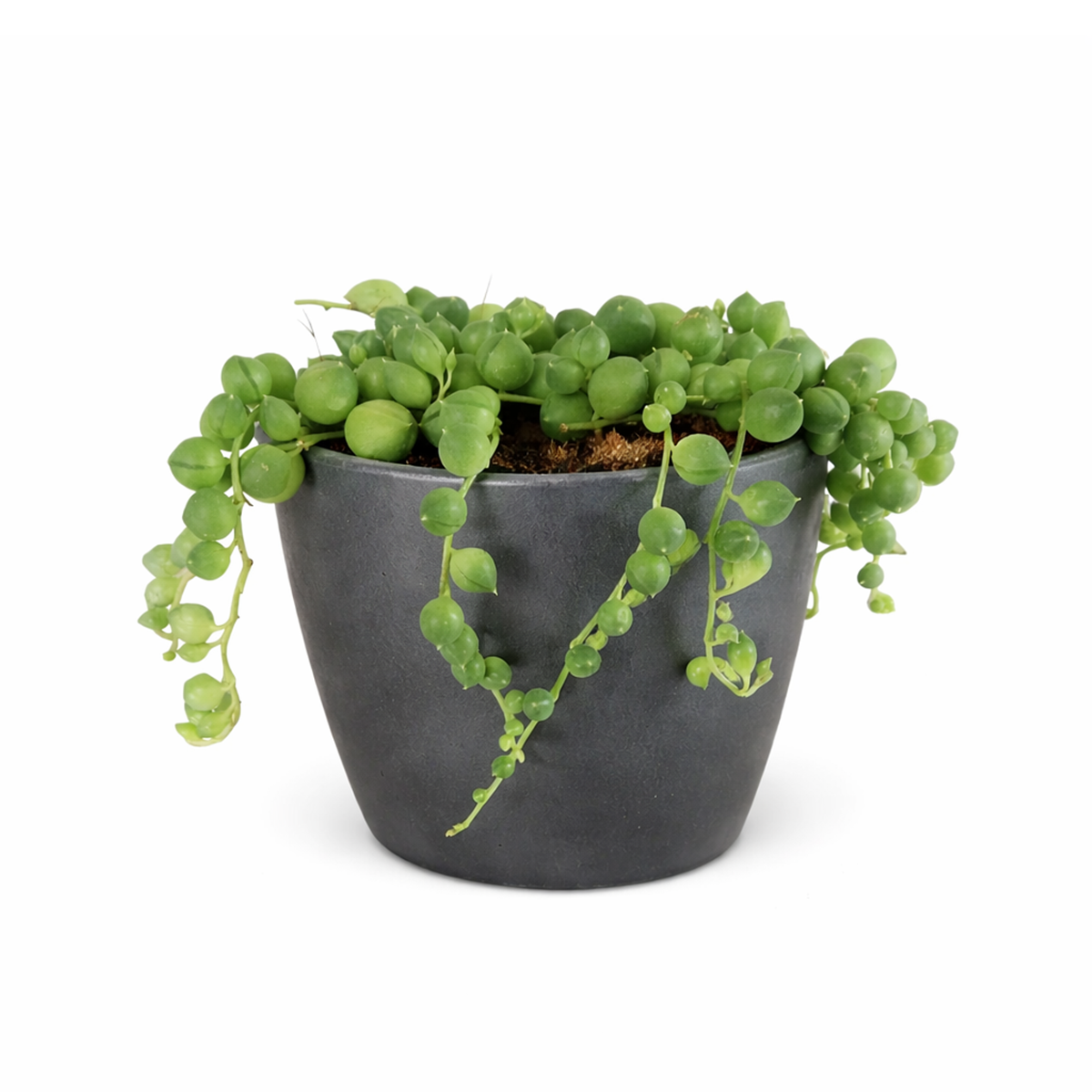 buy string of pearls succulent Buy String Of Pearls Hanging Succulent Plant Online