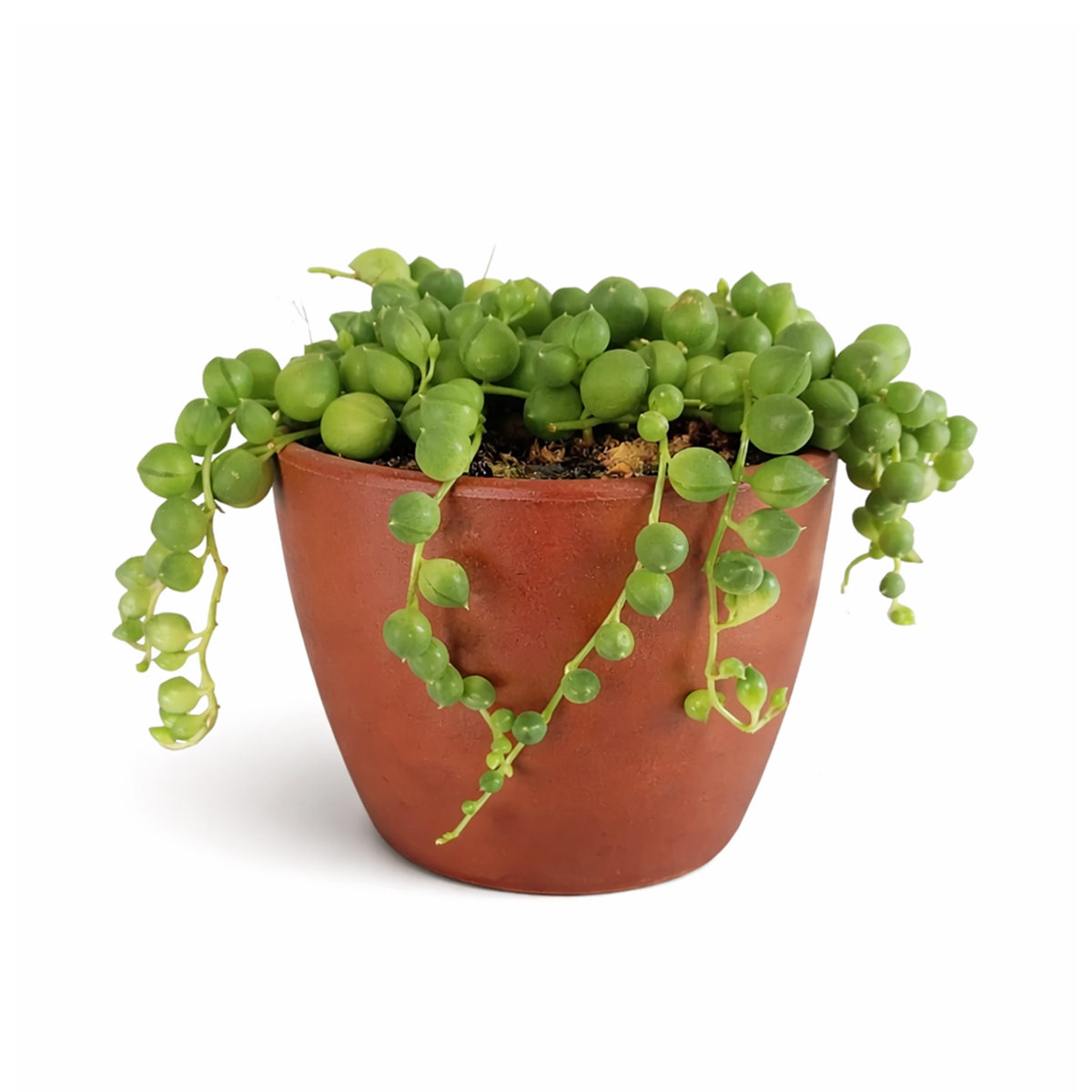 where to buy succulent plants online Buy String Of Pearls Hanging Succulent Plant Online