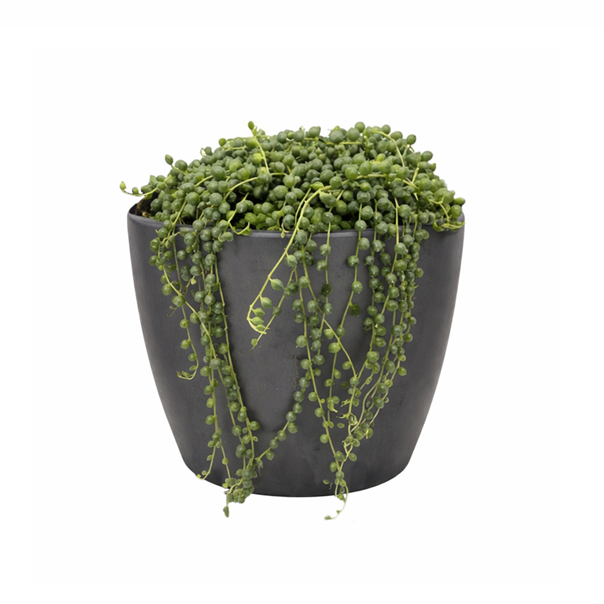 String Of Pearls Senecio Rowleyanus, holiday decoration, gifts for plant lovers 2025, xmas gift ideas, buy succulents online