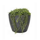 String Of Pearls Senecio Rowleyanus, holiday decoration, gifts for plant lovers 2025, xmas gift ideas, buy succulents online