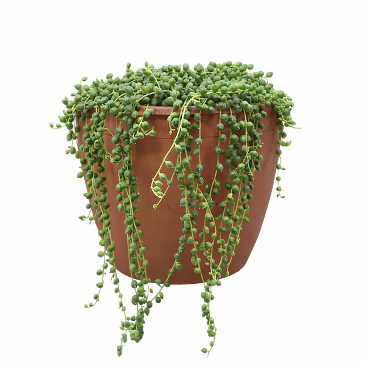 String Of Pearls Senecio Rowleyanus, holiday decoration, gifts for plant lovers 2025, xmas gift ideas, buy succulents online