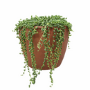 String Of Pearls Senecio Rowleyanus, holiday decoration, gifts for plant lovers 2025, xmas gift ideas, buy succulents online