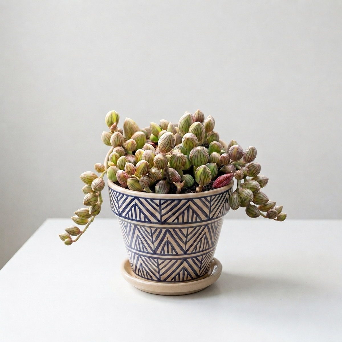 Variegated String of Watermelon in 4 inch nursery pot, Trailing String of Watermelon succulent for home office decor, Unique succulent gift ideas