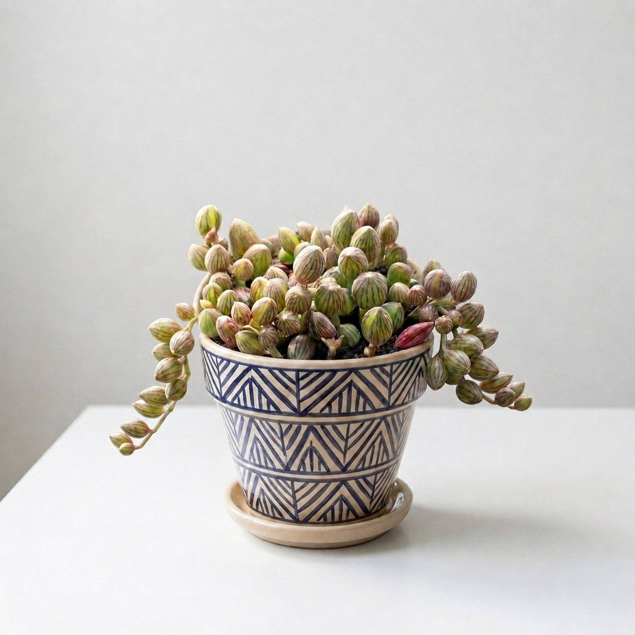 Variegated String of Watermelon in 4 inch nursery pot, Trailing String of Watermelon succulent for home office decor, Unique succulent gift ideas