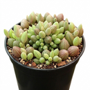 Variegated String of Watermelon in 4 inch nursery pot, Trailing String of Watermelon succulent for home office decor, Unique succulent gift ideas