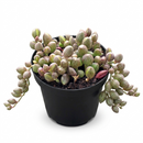 Variegated String of Watermelon in 4 inch nursery pot, Trailing String of Watermelon succulent for home office decor, Unique succulent gift ideas