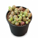 Variegated String of Watermelon in 4 inch nursery pot, Trailing String of Watermelon succulent for home office decor, Unique succulent gift ideas