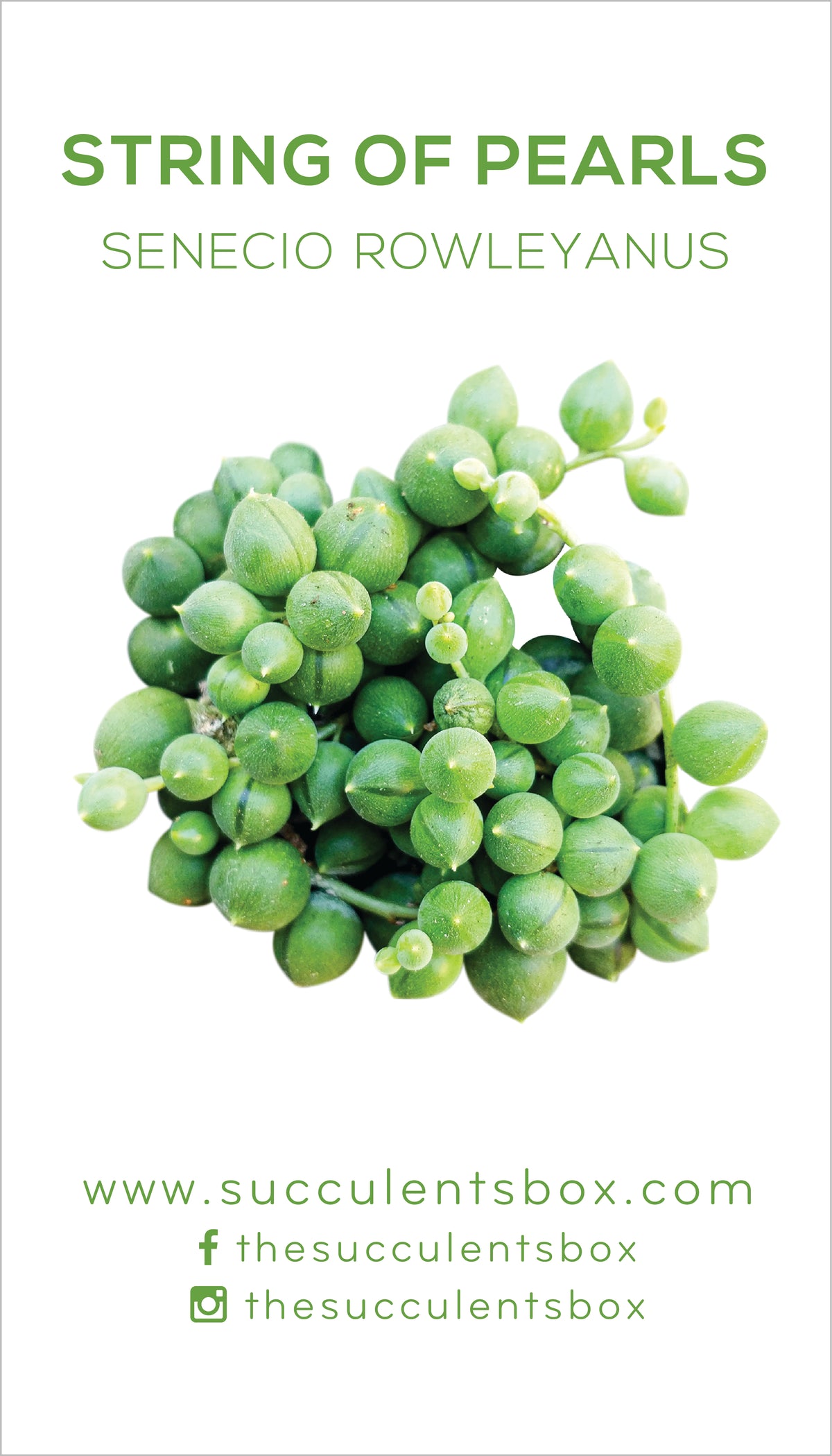 Senecio Succulent ID Cards