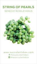 Senecio Succulent ID Cards