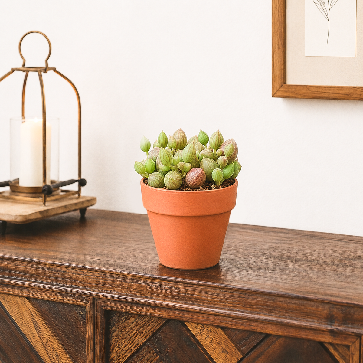A small String of watermelons succulent  with round, striped green and reddish leaves in a terracotta pot, sitting on a dark wooden console table